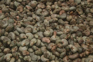 Raw cashew nuts (RCN)