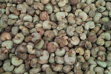 Raw cashew nuts (RCN)